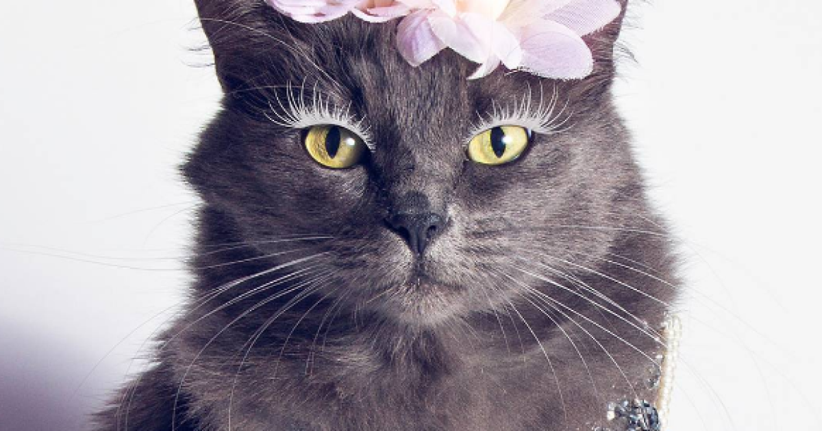 Кошку спасли от смерти / © instagram.com/pussinglam