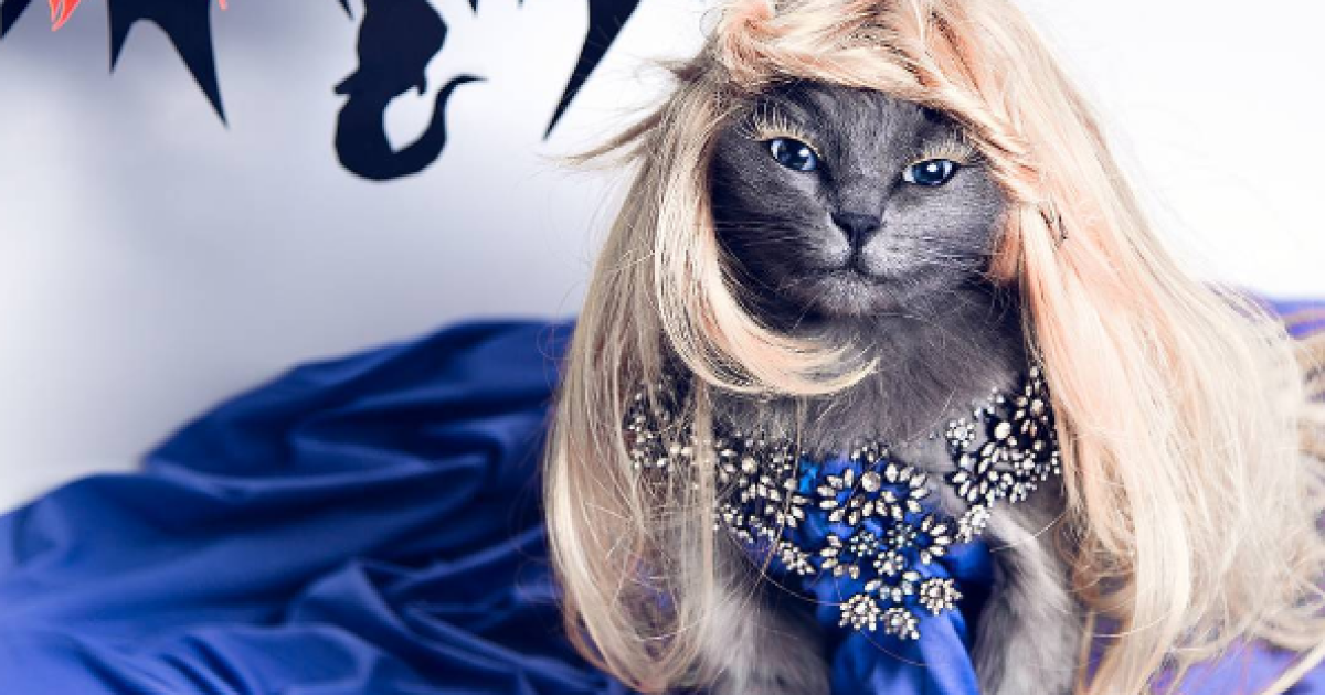 Кошку спасли от смерти / © instagram.com/pussinglam