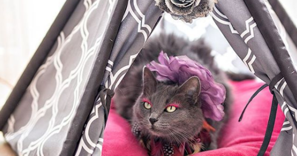 Кошку спасли от смерти / © instagram.com/pussinglam