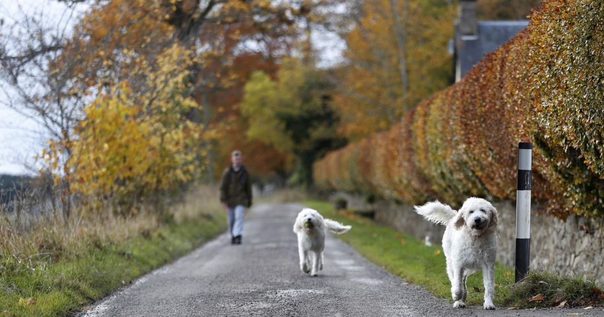 Ізраїльські підприємці розробили спеціальний засіб для прибирання за собаками