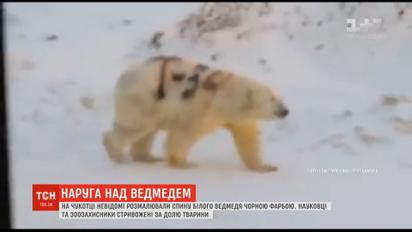 Неизвестные на Чукотке написали на белом медведе название советского танка "Т-34"