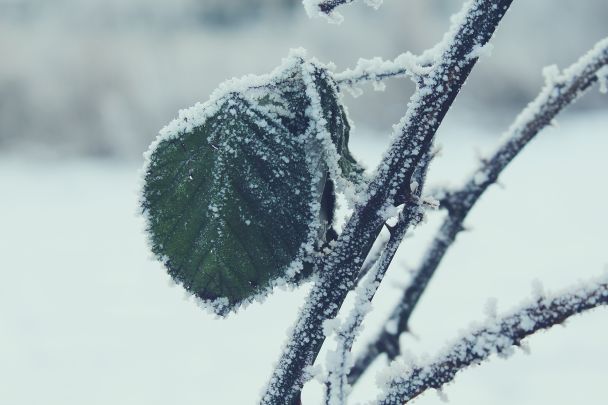 Народные приметы 9 декабря / © Pexels