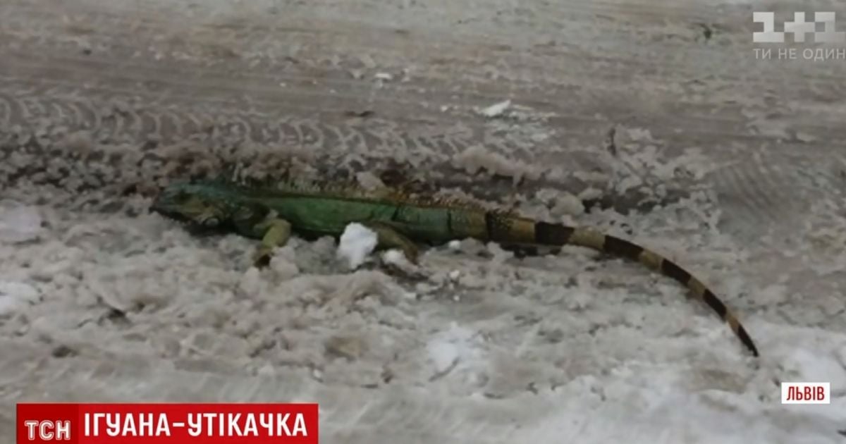 Во Львове на снегу возле мусорника нашли метровую игуану