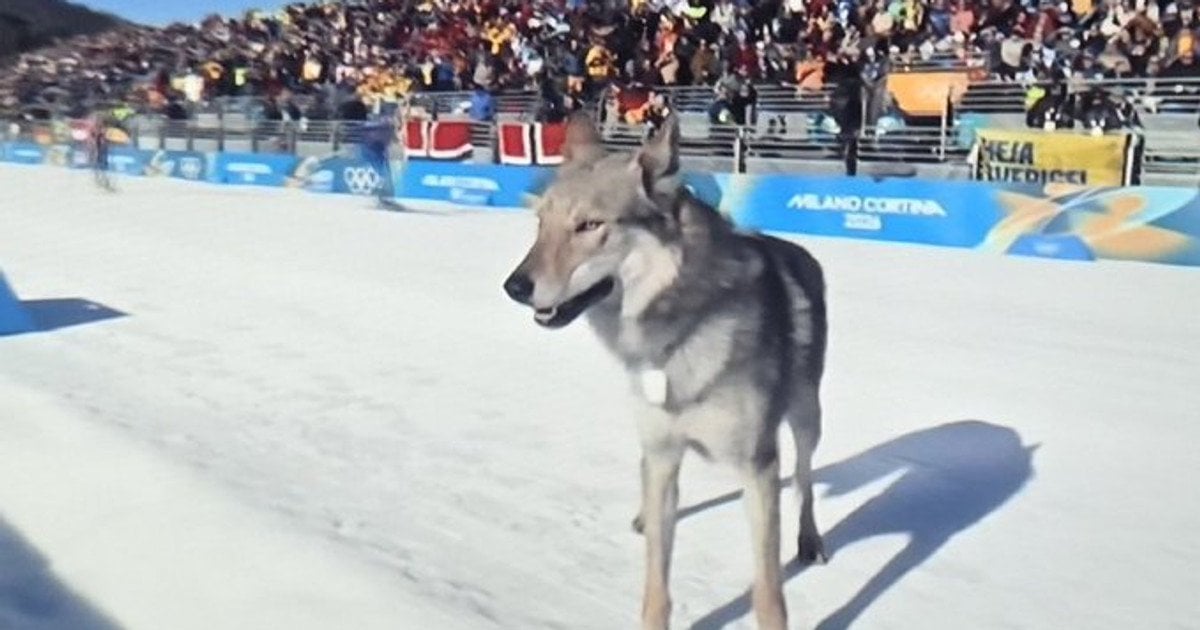 Пес вибіг на трасу під час лижних перегонів на Олімпіаді-2026