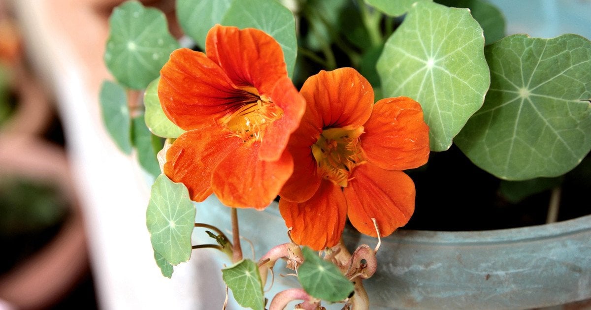 Що сіяти в лютому, щоб клумби зацвіли раніше