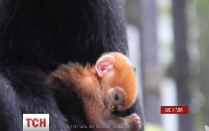 В австралійському зоопарку народилося дитинча рідкісного виду мавп