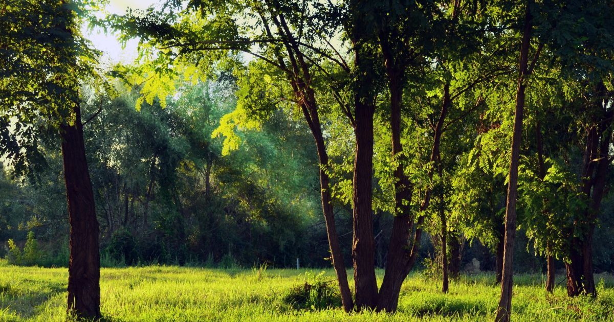 Прогноз погоди в Україні 15-16 липня