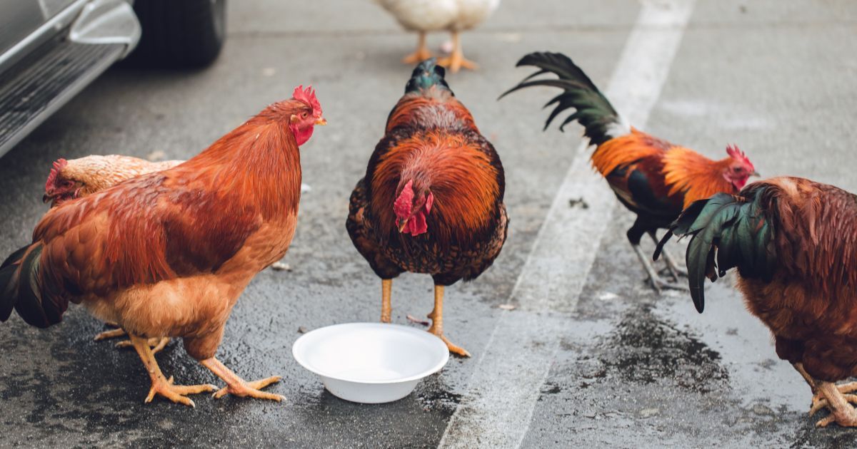 Зламали 8 ребер і лопатку: пенсіонера жорстоко побили через курей