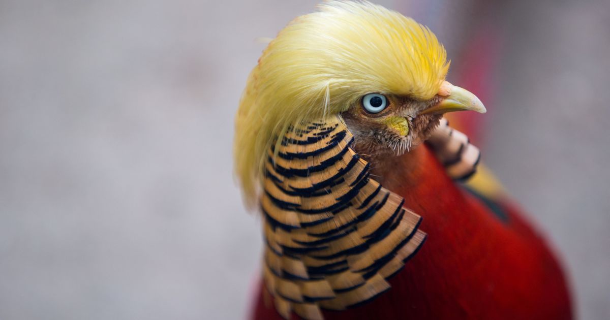 Маленький Рудько. У Китаї знайшли схожого на Дональда Трампа фазана