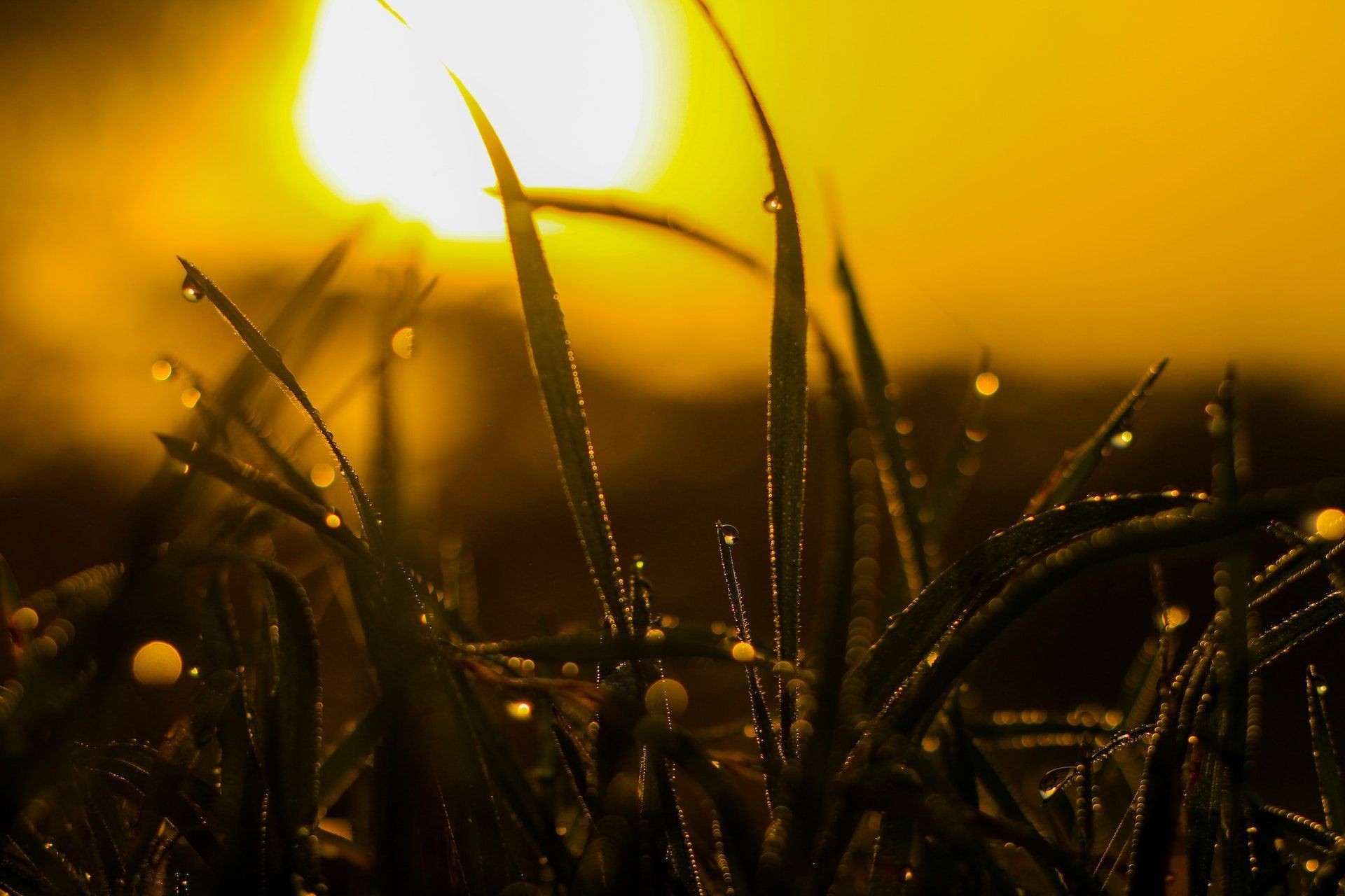 22 серпня вранці рясна роса — до теплого і сонячного дня / © Pexels