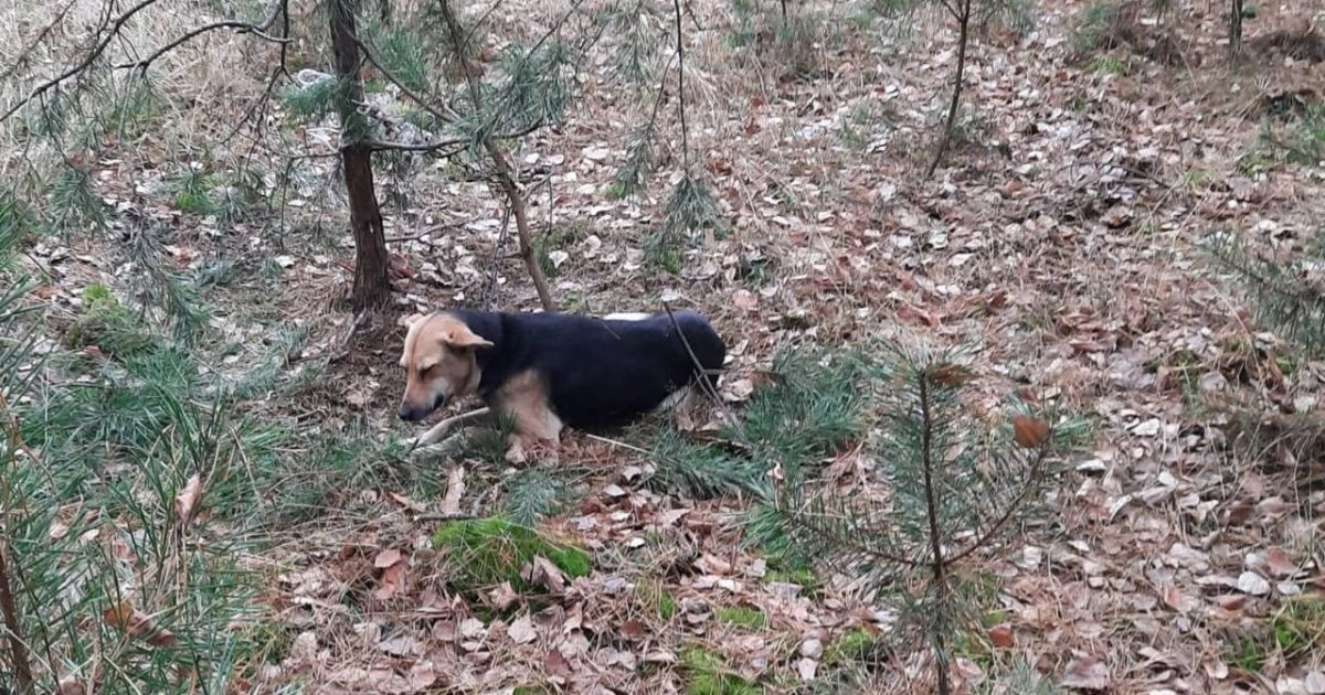 Припнули до дерева на ланцюг і зв'язали скотчем: на Волині у лісі знайшли собаку