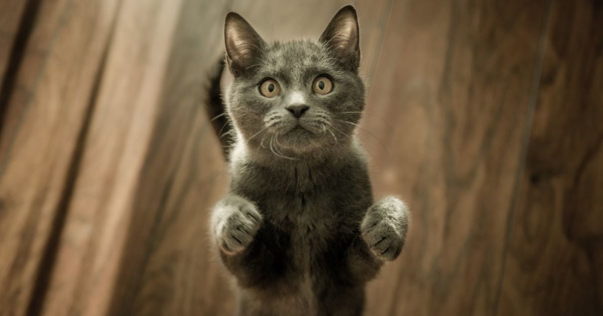 Кому не можна заводити кішок