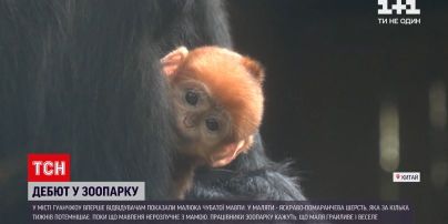 Новини світу: у китайському зоопарку відвідувачам показали малюка чубатої мавпи