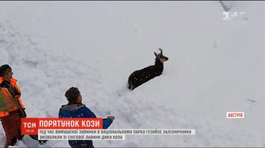 В Австрії залізничники виловили козу зі снігової лавини