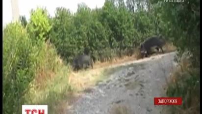 На Запорожье стадо диких кабанов терроризирует крестьян и дачников
