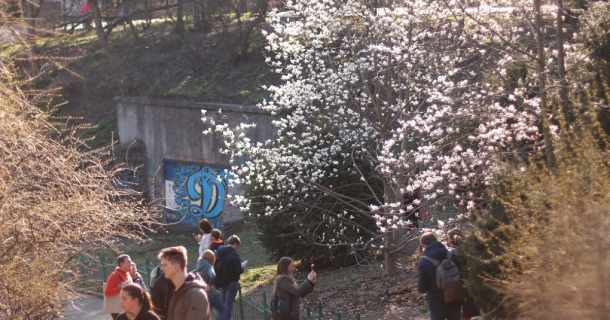 У Києві зацвіли магнолії / © kiev.informator.ua