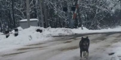 На Тернопольщине по селу гулял волк и прыгал на прохожих
