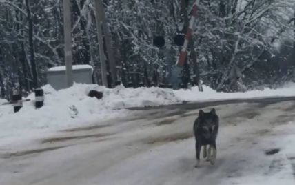 На Тернопольщине по селу гулял волк и прыгал на прохожих