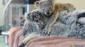 Маленькая коала постоянно обнимала свою мамочку