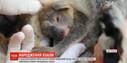 Первый детеныш со времен разрушительных пожаров: в австралийском нацпарка родилась коала