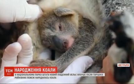 Первый детеныш со времен разрушительных пожаров: в австралийском нацпарка родилась коала