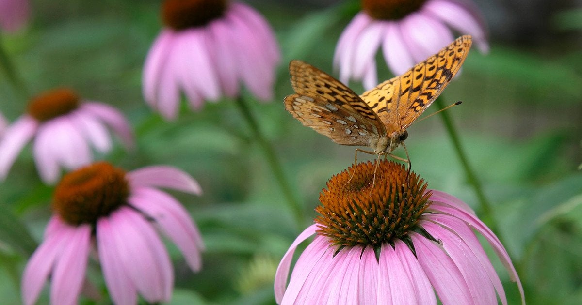 Ехінацея