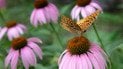 Эхинацея