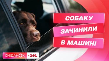 Зооскандал у столиці: господар зачинив собаку в машині майже на добу