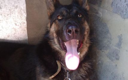 Спасение собаки в Житомирской области: овчарка упала в обрыв и не могла выбраться