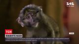 Новости Харькова: в экопарке ухаживают за обезьянкой, которую покинула мама