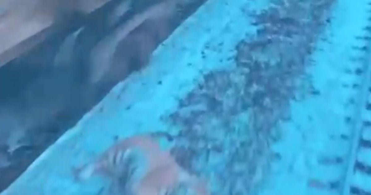 В России под колесами поезда погиб тигр: видео