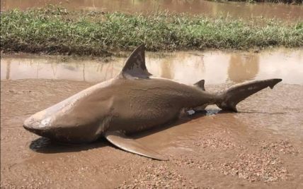 В Австралии просто посреди дороги нашли мертвую акулу