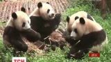 Панди перестали бути вимираючим видом