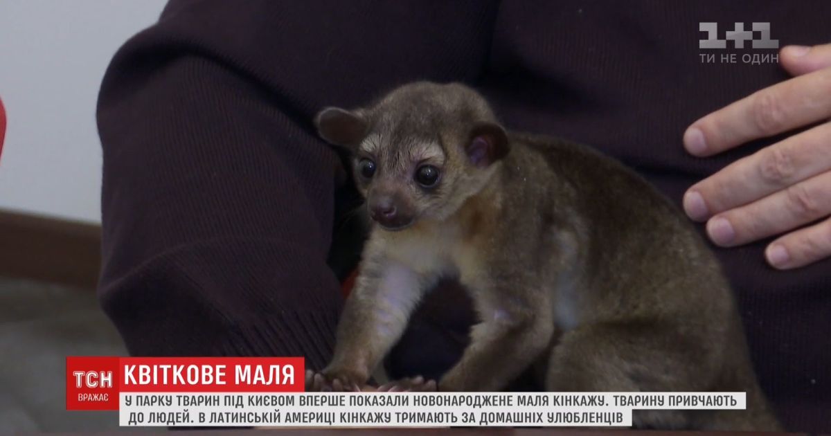 В парке животных под Киевом показали новорожденную кинкажу Майю