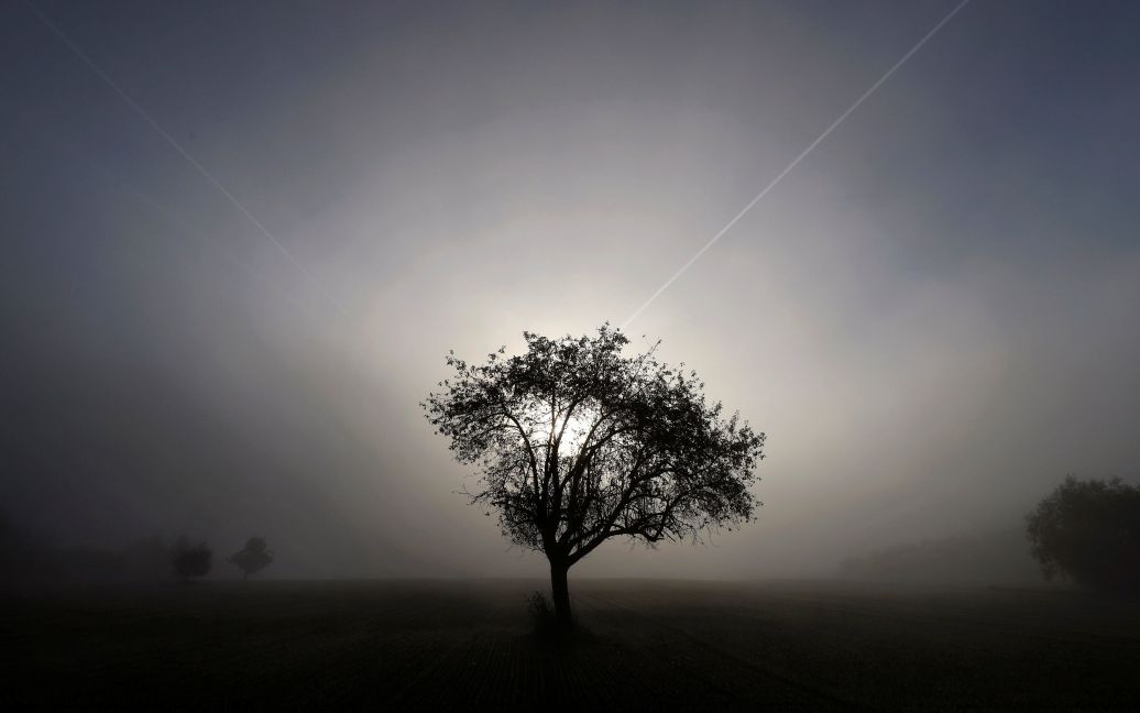Дерево видно на початку ранкового тумані на поле між Ханау і Оффенбахом, Німеччина. / © Reuters