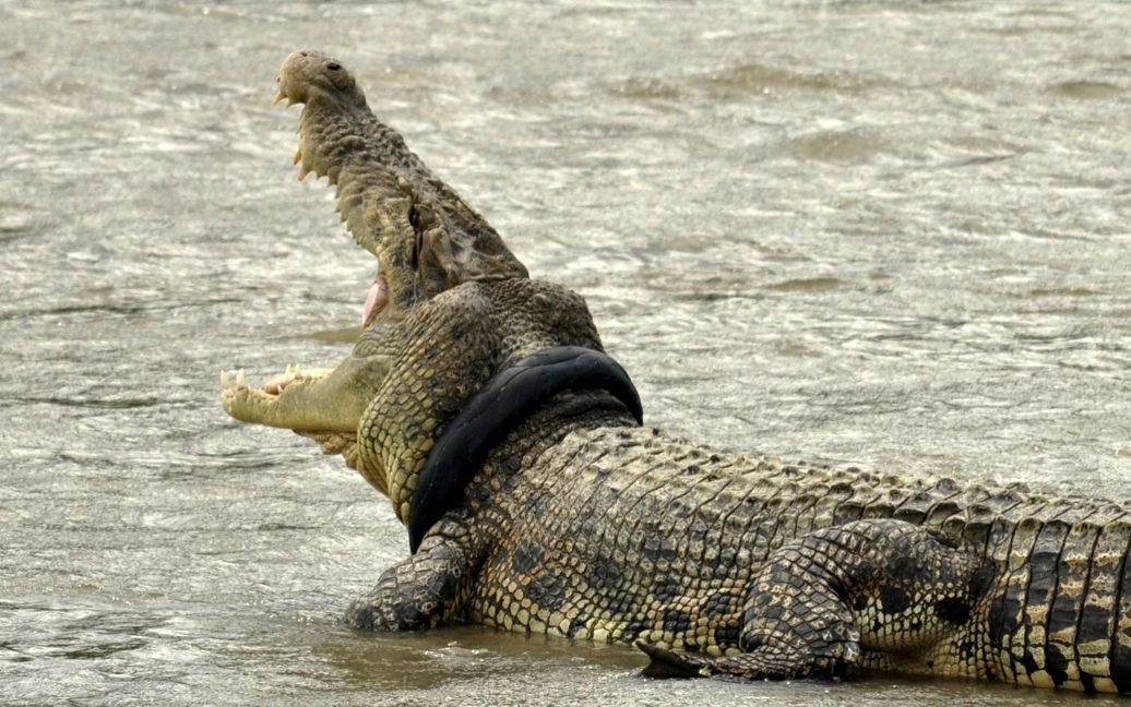 Крокодил с шиной с мотоцикла вокруг шеи в реке в Палу, провинция Центральный Сулавеси, Индонезия. Крокодил носит эту шину с сентября этого руку, но ее не могут снять из-за отсутствия оборудования и специалистов / © Reuters