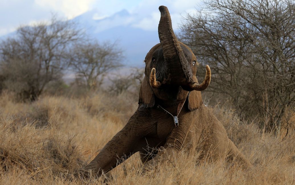 Слон намагається встати на ноги після того, як на нього почепили вдосконалену супутникову систему стеження, щоб стежити за його рухом у Національному парку Амбоселі в Кенії. / © Reuters