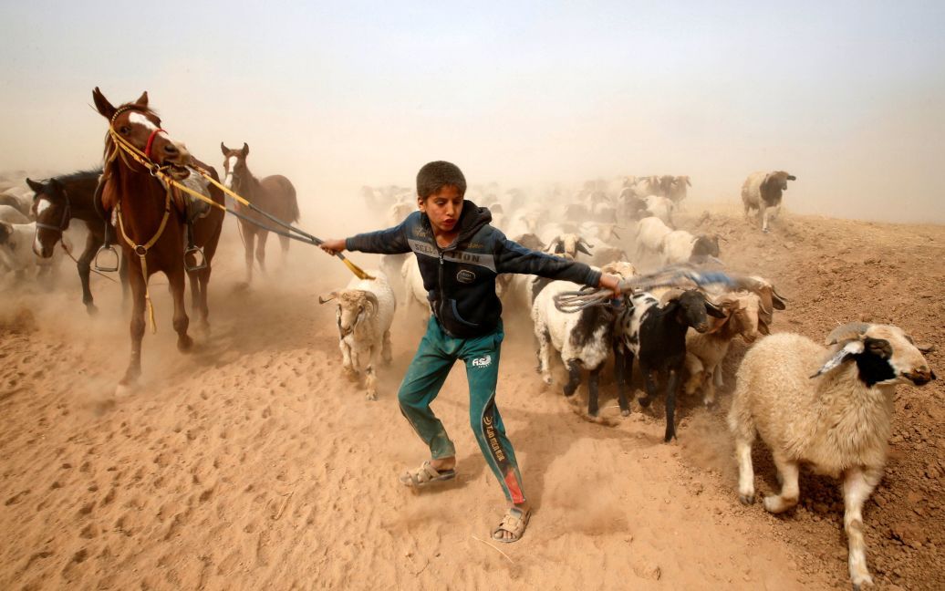 Переміщений іракський хлопчик веде своїх тварин в безпечне місце після втечі з контрольованого бойовиками &ldquo;ІД&rdquo; села поруч із Мосулом. / © Reuters