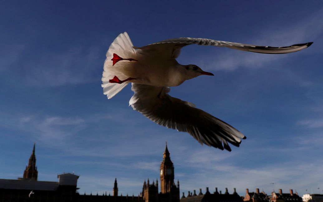 Чайка летит мимо здания парламента в центре Лондона, Великобритания. / © Reuters