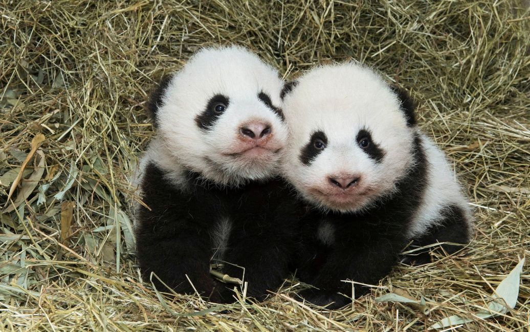 Детеныши-близнецы гигантской панды в зоопарке Шенбрунн в Вене, Австрия. Детеныши родились в августе, но только сейчас зоопарк обнародовал фото маленьких панд. / © Reuters