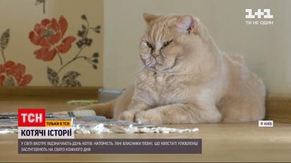 Новости Украины: почему для кошек всегда найдется место в человеческом сердце