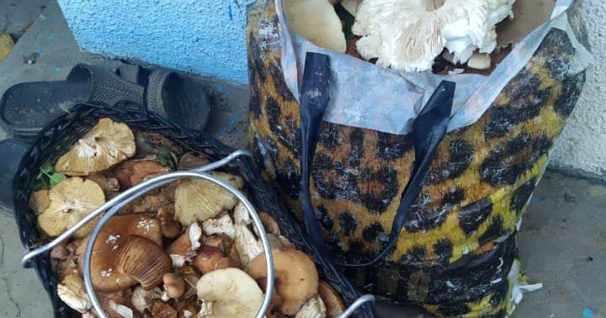 Спала в ветвях и собирала грибы: 87-летняя бабушка двое суток блуждала по лесу и рассказала, как ей удалось выжить
