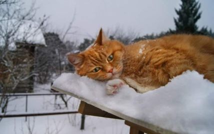 Зима близко: Украину накрывает снегом