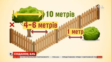 На якій відстані від межі можна садити дерева