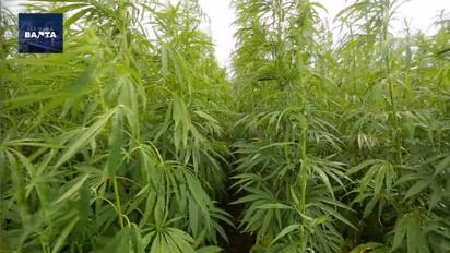 Скільки можна заробити на вирощуванні канабісу: В Україні хочуть легалізувати коноплі