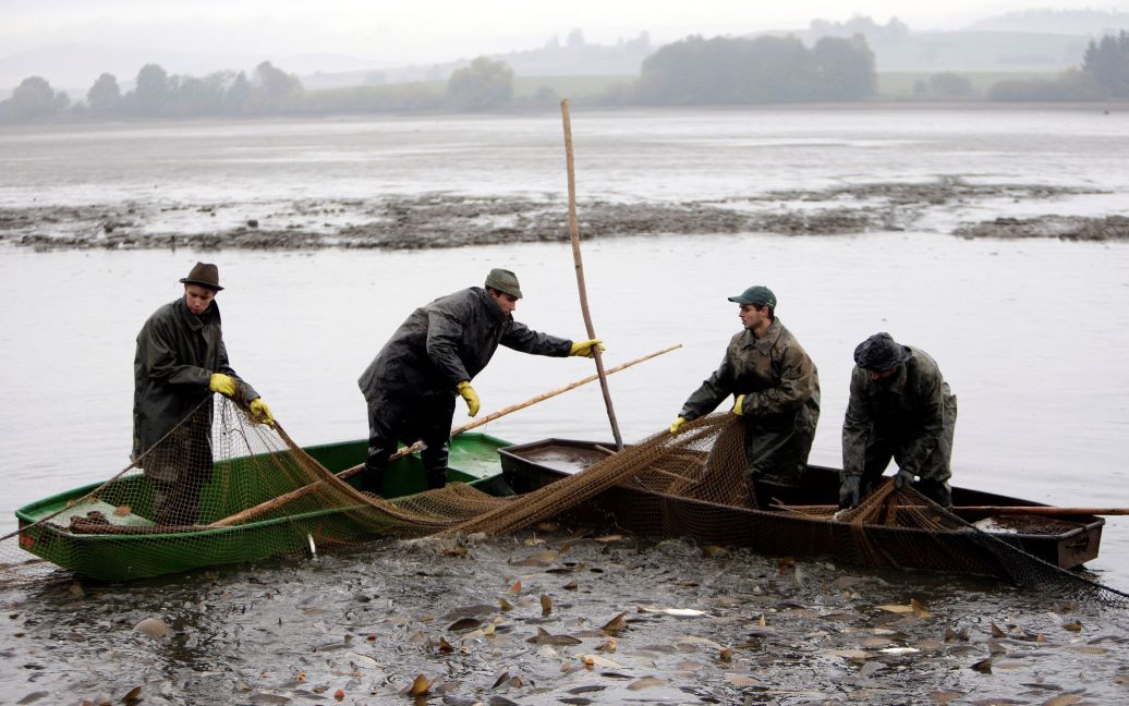 Рыбаки тянут сети с рыбой из пруда возле села Бельчіце, Чешская Республика. / © Reuters