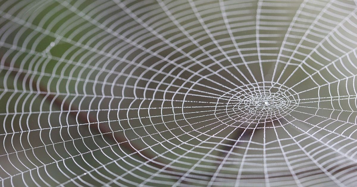 В Австралии пауки "захватили" целый штат: что случилось