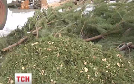 В Киеве из использованных новогодних елок будут делать удобрения