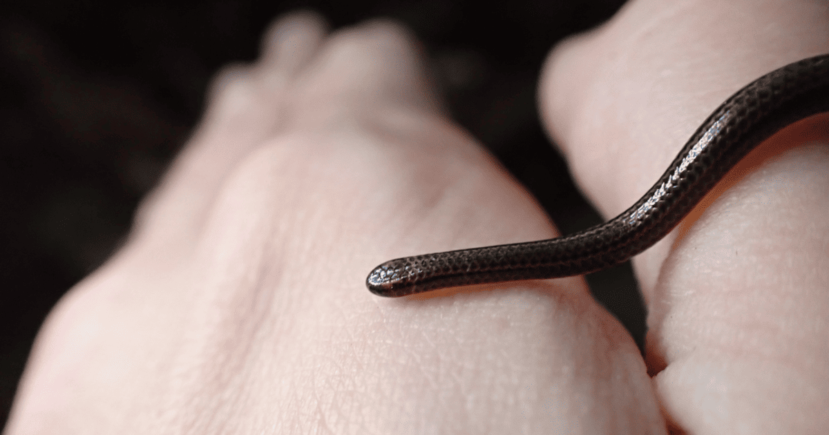 Змія / Ілюстративне фото