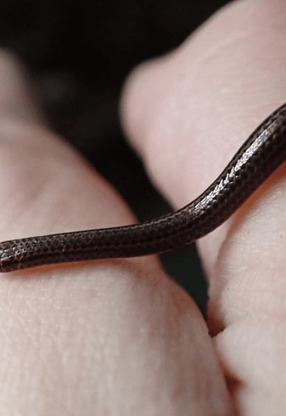 Змія / Ілюстративне фото